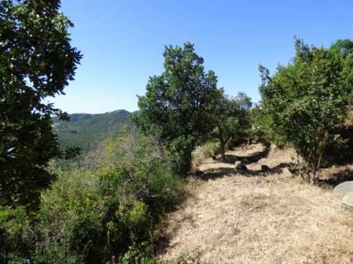 000651 SOLAR EN CALONGE - Imagen 2